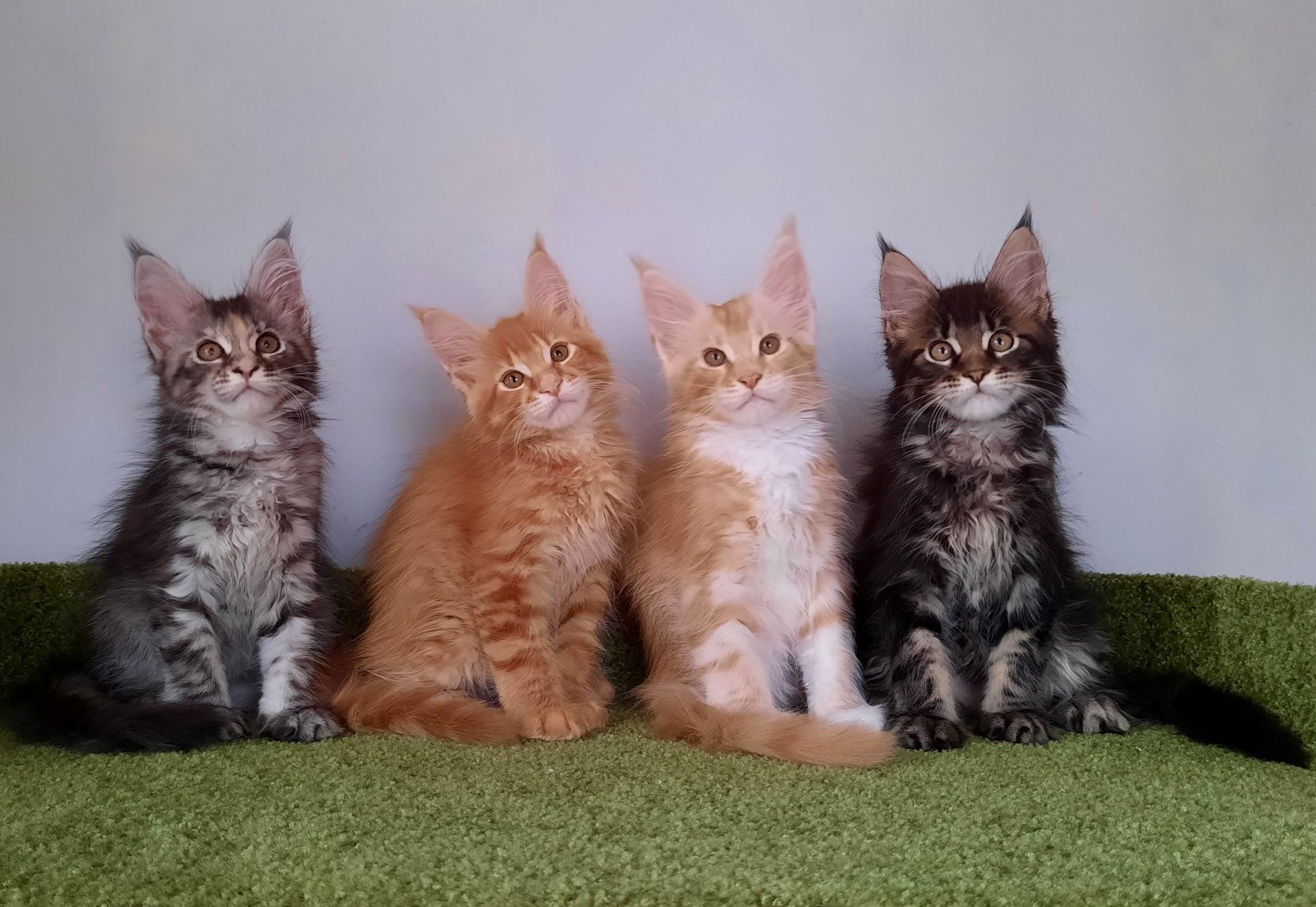 Котята мейн кун по месяцам