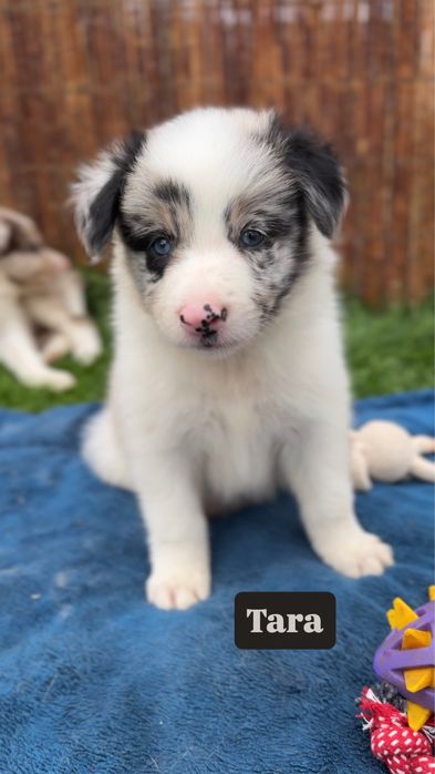 Border collie blue merle suczka
