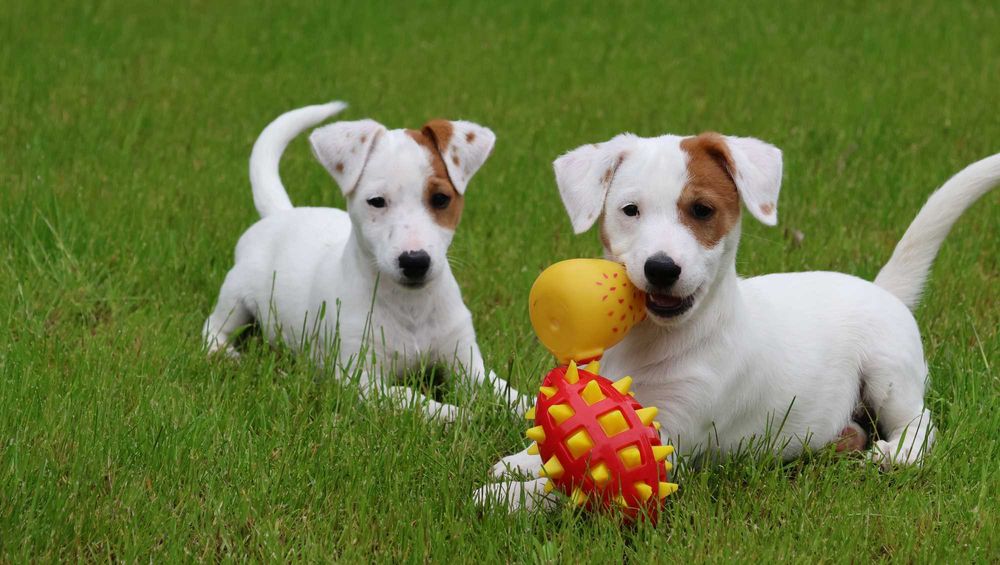 Oryginalny Jack Russell Terrier z hodowli BREFIO/badania genetyczne