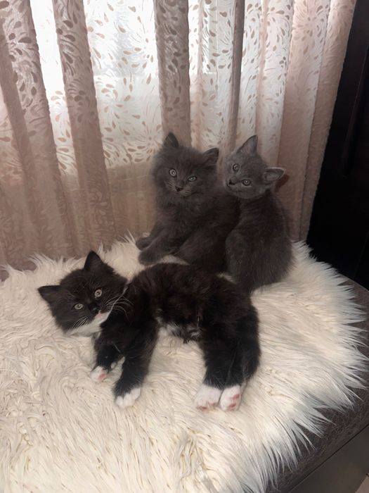 Кошенята шукають дім