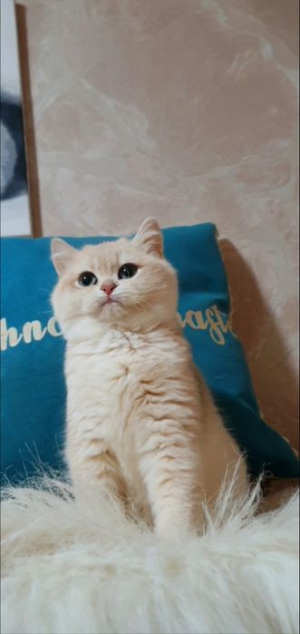 Блакитна золота завуальована британська шиншила