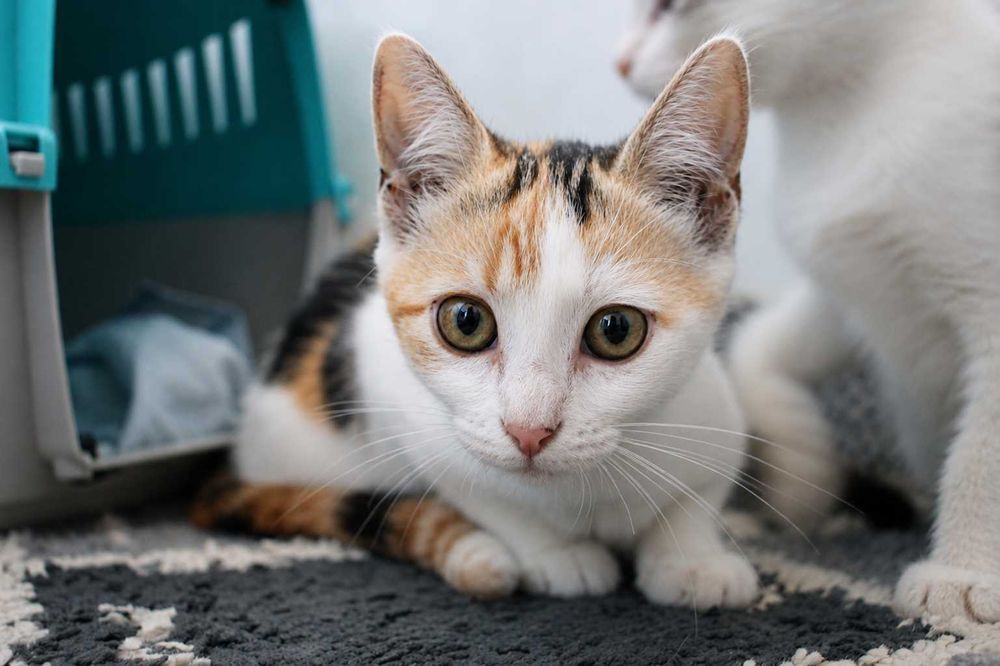 FÊMEA | Gatinha curiosa e brincalhona para Adoção Responsável