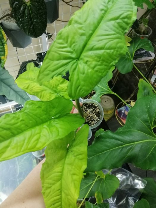 Сингониум крупнолистные. Австралия и чиапенс