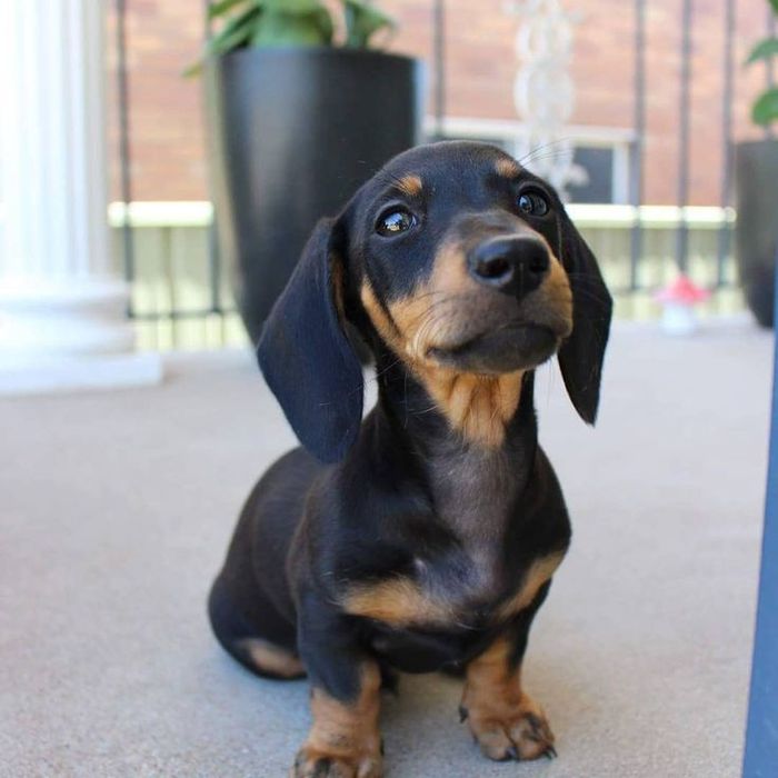 Такса шукає люблячого господаря!