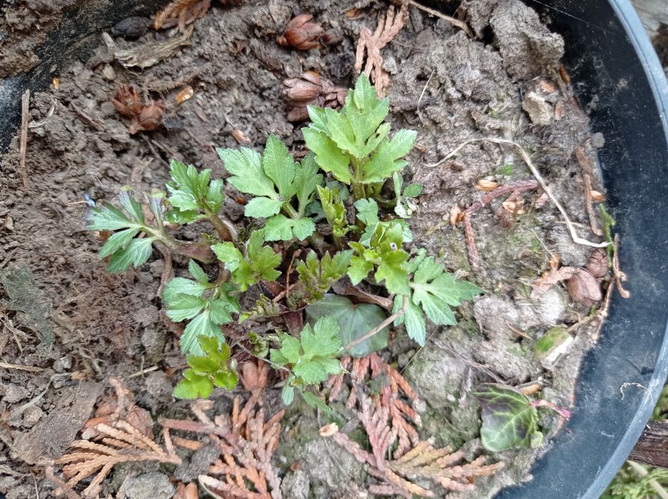 Nadwyżki bylin do ogrodu