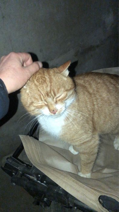 Шикарний котик в люблячу родину