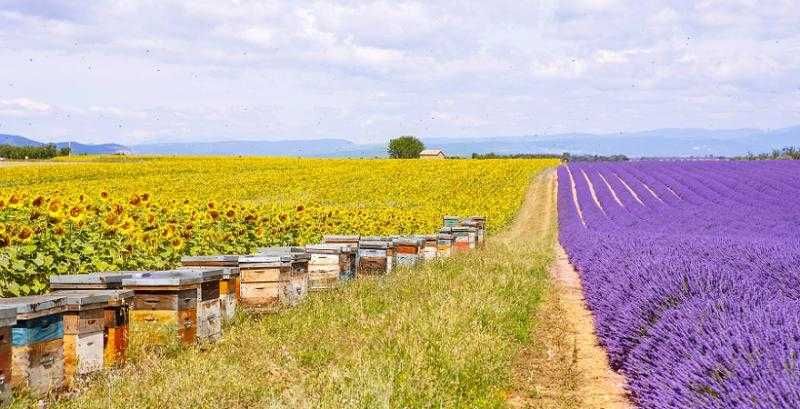 Продам мед з власної екологічно чистої родинної пасіки