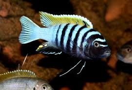 GB MALAWI Pyszczak Afra Hara