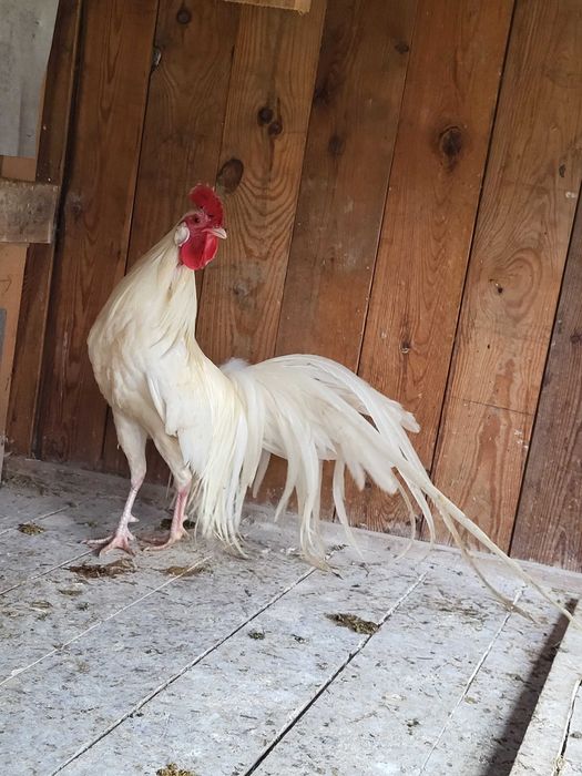 kogucik feniks biały roczny