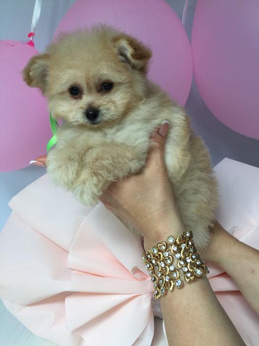 Помапу — Їх хочеться обіймати вічно!