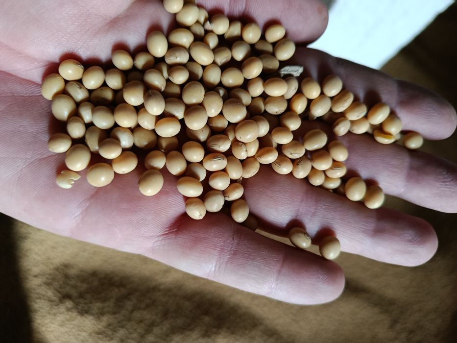 соя Сфінкса насіння