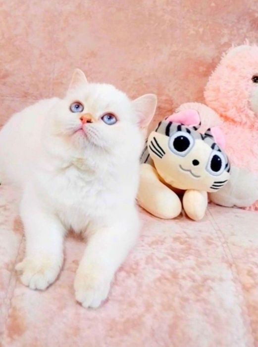 Неймовірна красунечка дівчинка шиншилка