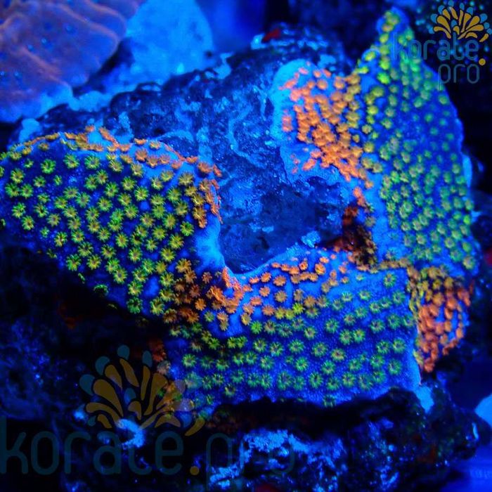 Montipora danae Rainbow koralowiec akwarium morskie koralowce Korale.Pro