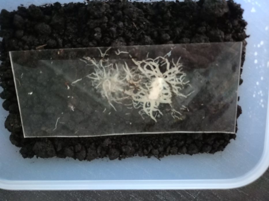 Grindal pokarm dla ryb