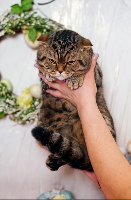 Продаж шотландських котиків
