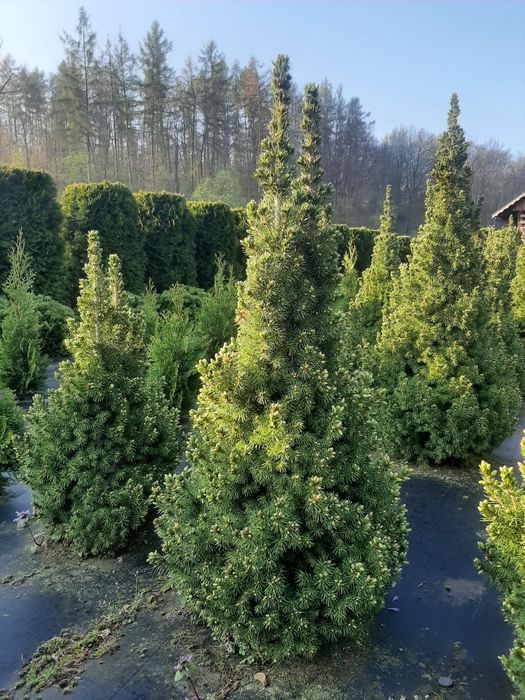 Świerk biały 'Conica' konika  (Picea glauca) od 20 do 110 cm kopany z gruntu