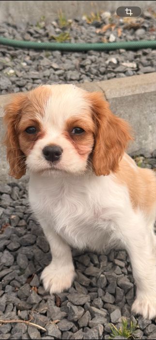 Cavalier King Charles Spaniel