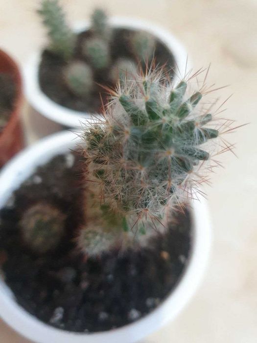 Кактусы. Комнатные растения