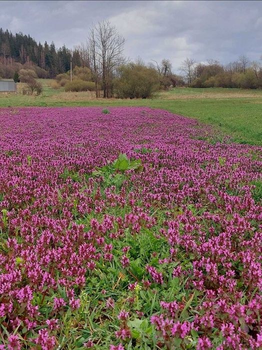 Ocet Jasnota purpurowa trawienie, menstruacja