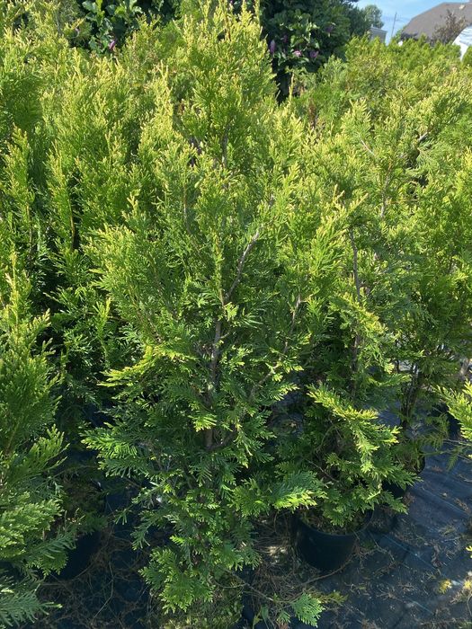Thuja, Tuja Kórnik, 100-140cm, doniczka, 600538600