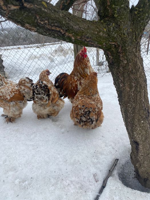 Карликові кохінхіни півні кури