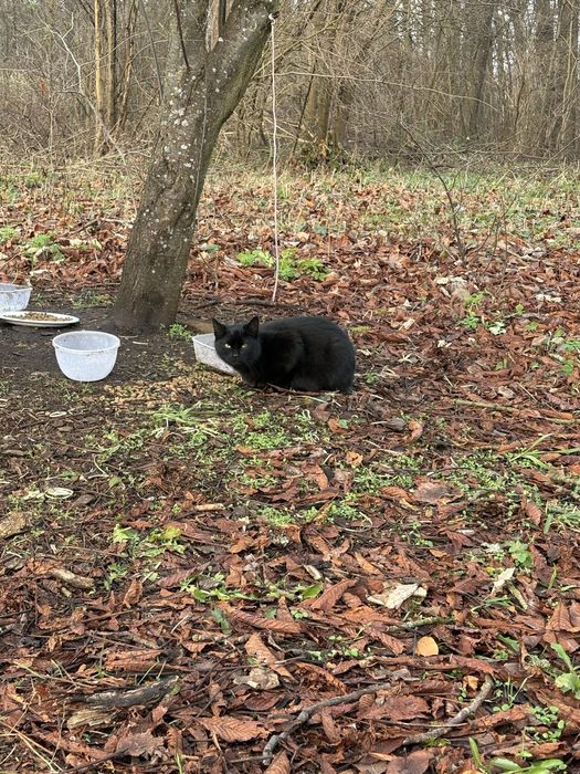 Oddam kotki do adopcji