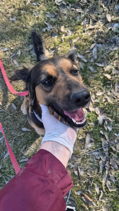 Pies do adopcji - super kompan na dlugie wycieczki