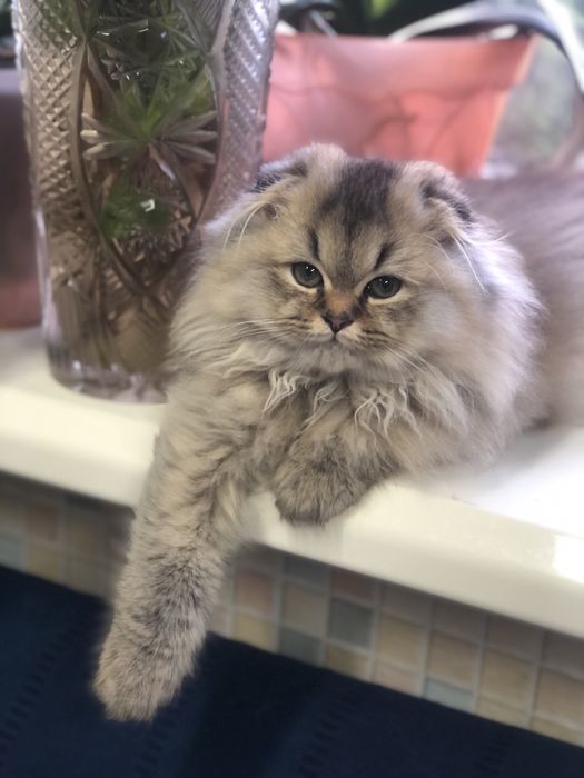 Золотий красунчик