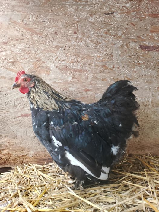 Kogut kochin karzełek