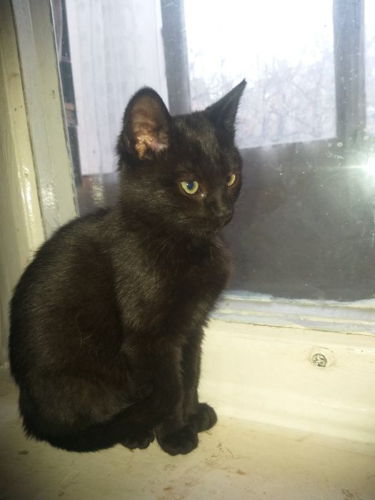 Кошенята шукають доміку