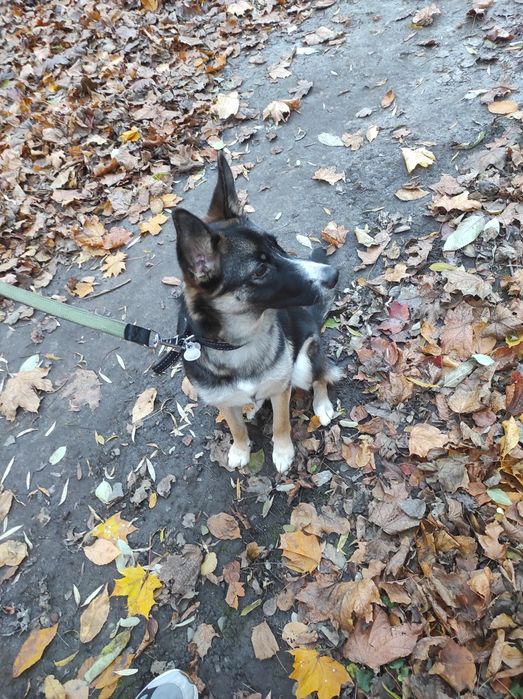 Відаю собаку Метис німецької вівчарки та лайки