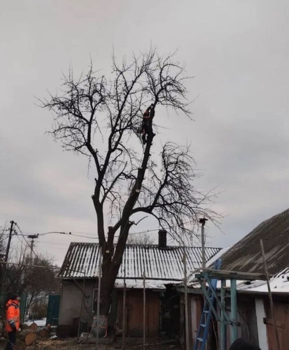 Зрізання аварійних дерев, розчистка ділянок
