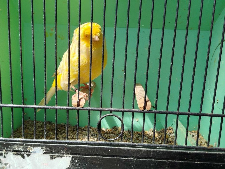 Canário Norwich macho 2025