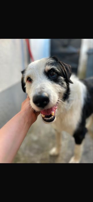Cão para adoção responsável