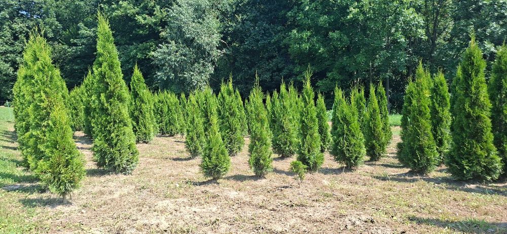 Tuje Szmaragd - kopane z gruntu, różne wysokości