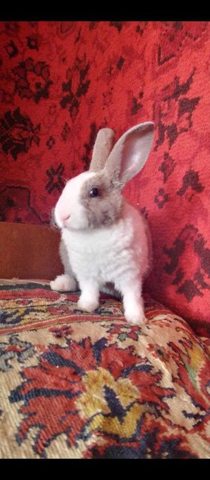 Кролик кріль домашній декоративний породистий