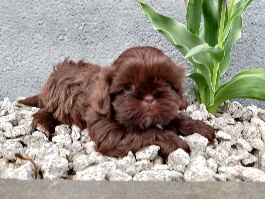 Shih tzu czekoladowe
