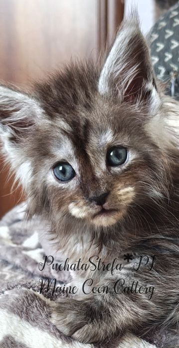 Maine  Coon rodowód Fife Fpl