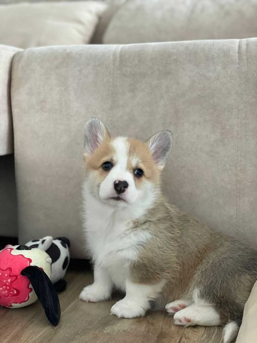 Cachorro Welsh Corgi Pembroke com LOP e Afixo