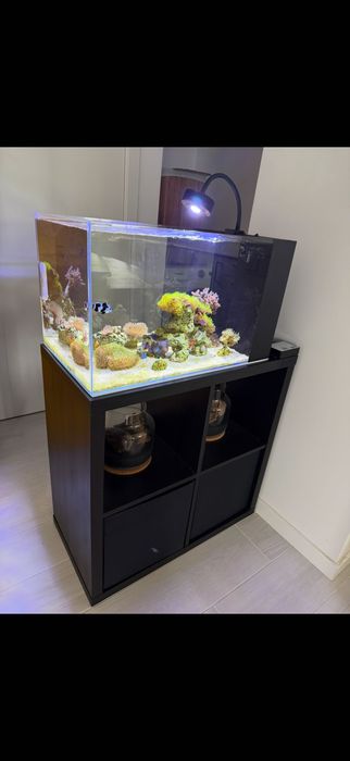 Vendo Aquário marinho completo semi-novo 80L (36x62x36)