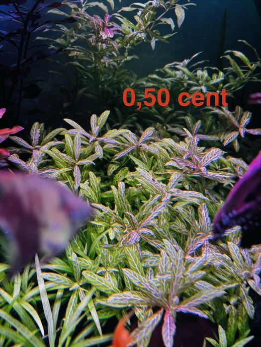 Plantas aquario avulso ou em pack