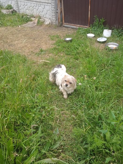 Прилаштовується в родину