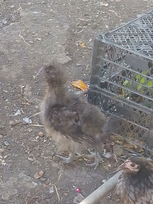 Півні пухові, шовкові кури.