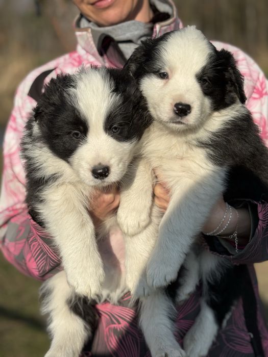 Border Collie ZKwP FCI piesek, piękny SHOW