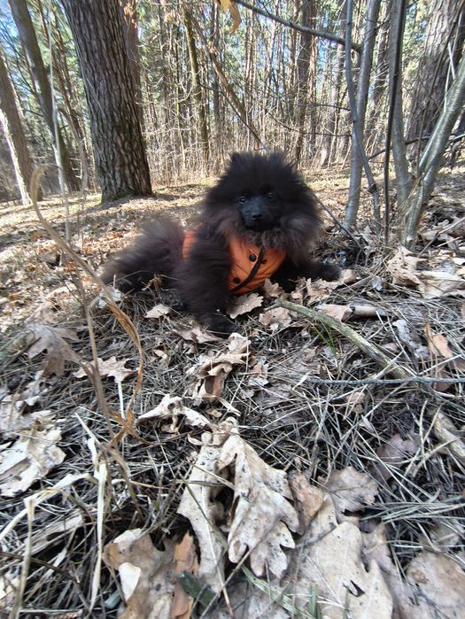Хлопчик померанський шпіц 5 місяців.