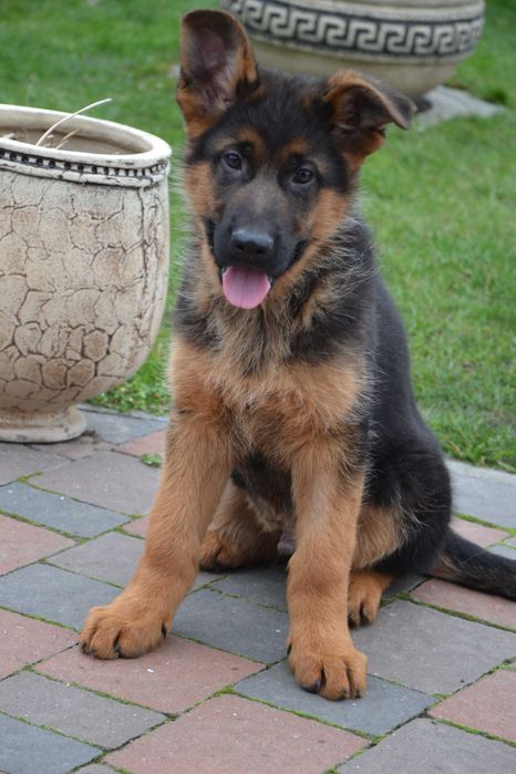 Цуценята німецької вівчарки