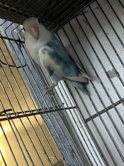 Lote de aves psitacideos