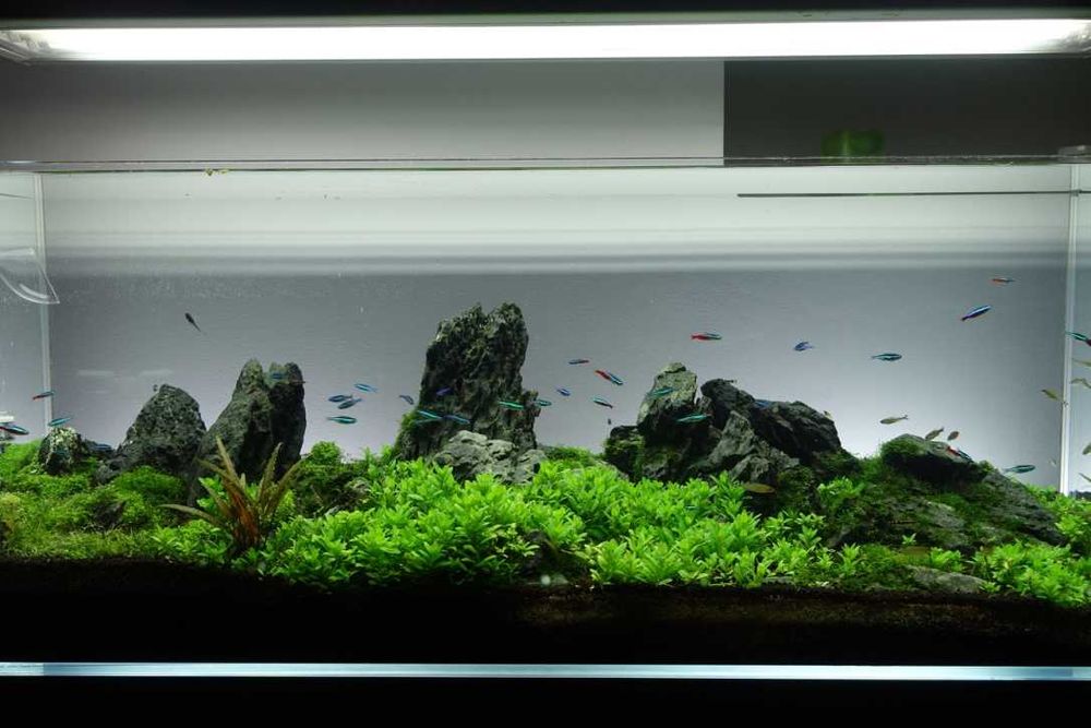 Akwarium 270 l profesjonalne w dobrym stanie