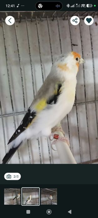 Fêmea,major bonita...