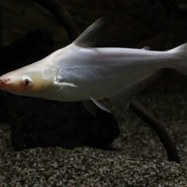 GB Sum Rekini Albinos - dowóz ryb!